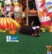 miniature schnauzer puppy posted by Rhonda Wallace
